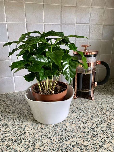 How to grow your cup of coffee (and enjoy a pretty houseplant)
